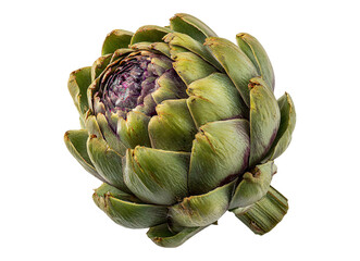 Obraz premium Whole head of artichoke