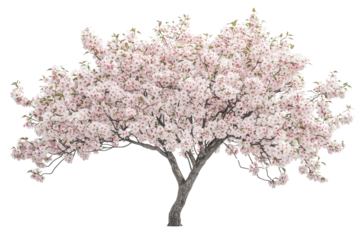 A full bloom pink cherry blossom tree isolated on transparent background background removed
