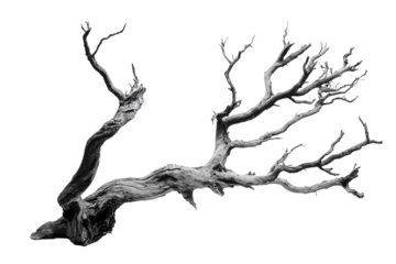 A grayscale image of a gnarled, dead tree branch isolated on a transparent background background removed