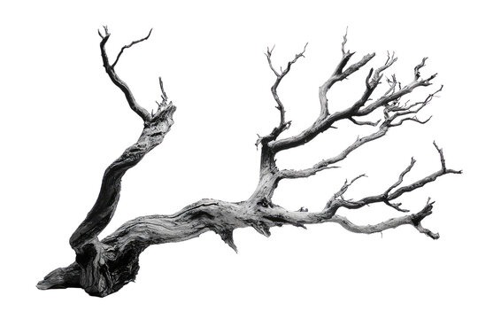 A grayscale image of a gnarled, dead tree branch isolated on a transparent background background removed