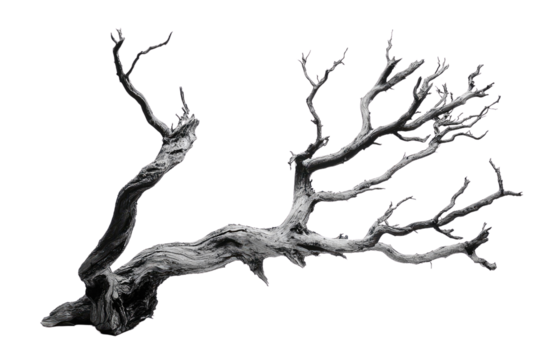 A grayscale image of a gnarled, dead tree branch isolated on a transparent background background removed