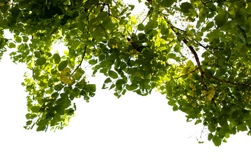 green leaves on white background