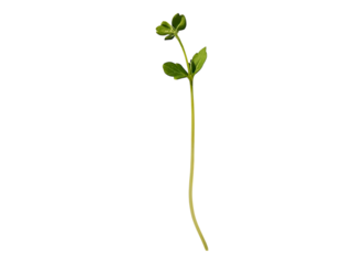 A single cress