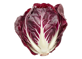 Obraz premium A single radicchio head