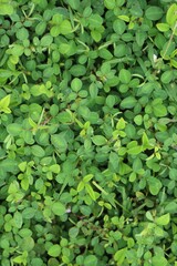 Close-up of lush green ground cover with small, round leaves