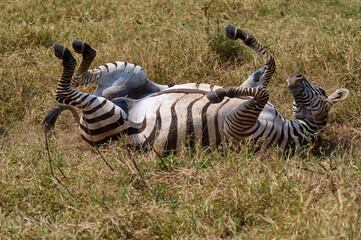zebra roling on her back