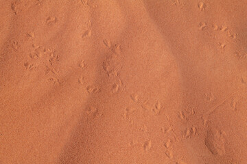 Animal track on the sand, red Aztec Sandstone outcrops. Rainbow Vista Trail, Valley of Fire State Park, Clark County, Nevada geology. desert iguana (Dipsosaurus dorsalis)	