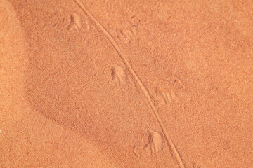 Animal track on the sand, red Aztec Sandstone outcrops. Rainbow Vista Trail, Valley of Fire State Park, Clark County, Nevada geology. desert iguana (Dipsosaurus dorsalis)	