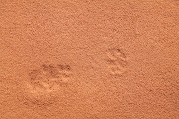 Animal track on the sand, red Aztec Sandstone outcrops. Rainbow Vista Trail, Valley of Fire State...