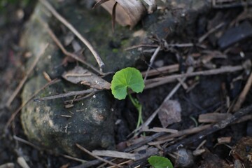 A tiny green leaf emerges amongst fallen twigs and weathered stone