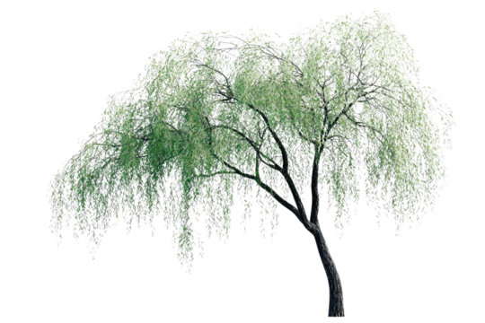 Weeping willow tree with long, cascading branches and leaves, isolated on transparent background background removed