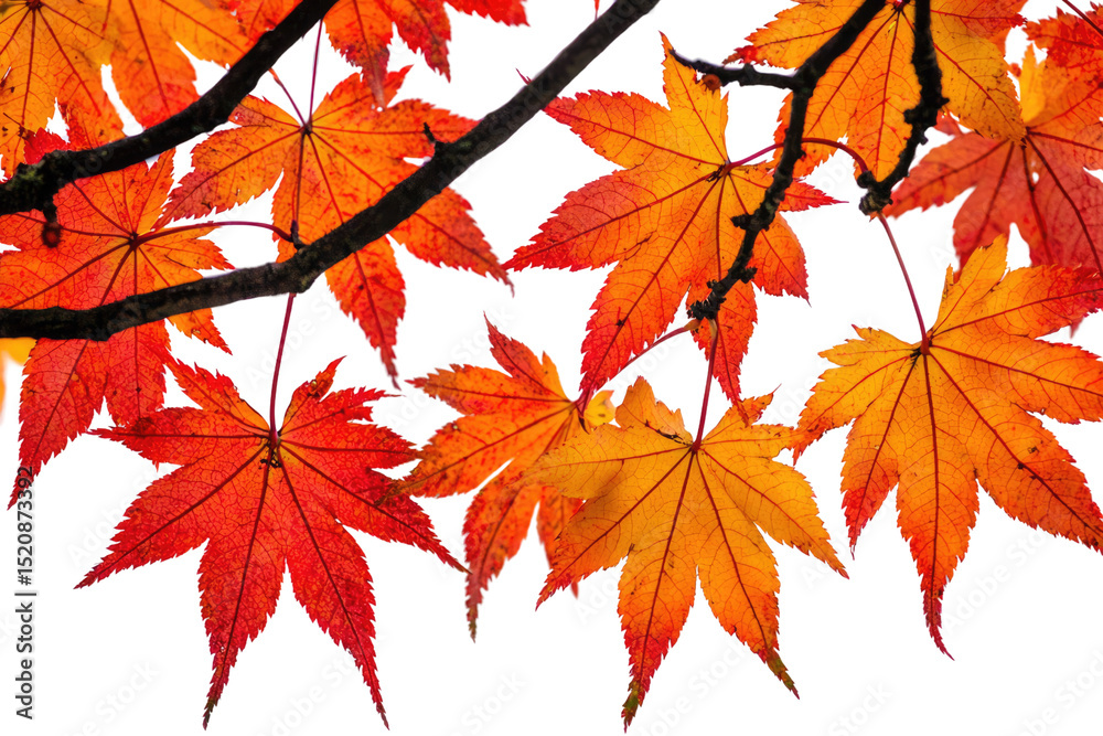 Poster vibrant red and orange autumn maple leaves on a branch, transparent background background removed
