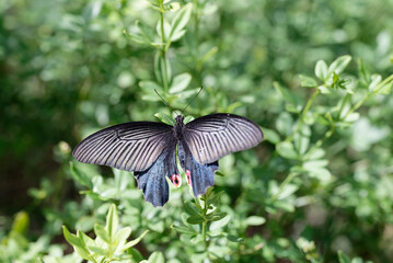 Papilio protenor butterfly on a leaf