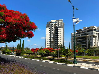 Israeli city, central district, beautiful streets, modern apartment buildings, Israeli flag, Star of David. Blooming trees. Empty streets without people, holiday