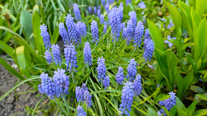 Obraz premium Vibrant blue grape hyacinths blooming in tight clusters among fresh foliage, delivering striking colour contrast and joyful spring energy for horticulture, invitations, or pattern design