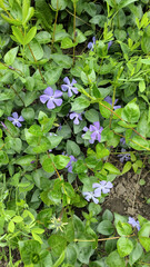 Sprawling bed of periwinkle with purple blossoms and glossy leaves forming living tapestry, ideal for eco landscaping brochures or seamless floral backgrounds