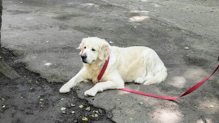 Relaxed golden retriever lying on pavement with leash loosely draped, enjoying outdoor rest in mild weather, great for illustrating pet relaxation, exercise breaks, or animal well-being