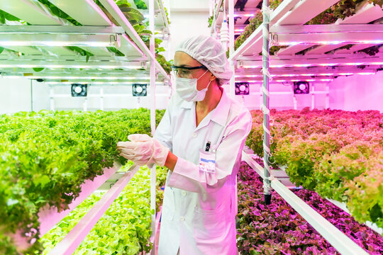 Scientist examines leafy greens in a vertical hydroponic farm with LED lighting. Wearing lab gear, she ensures eco-friendly crop growth using sustainable agri-tech solutions for urban farming.