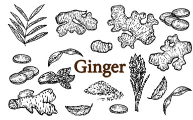 Ginger root set hand drawn decoration element