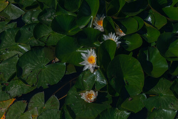 Blooming white water lilies and green leaves on the water on a sunny day. Lotus floating on the pond. Natural beauty of the water garden. Picturesque natural background.