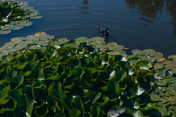 Blooming white water lilies and green leaves on the water on a sunny day. Lotus floating on the pond. Natural beauty of the water garden. Picturesque natural background.