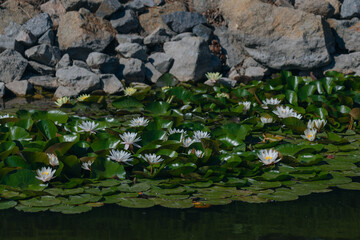 Blooming white water lilies and green leaves on the water on a sunny day. Lotus floating on the pond. Natural beauty of the water garden. Picturesque natural background.