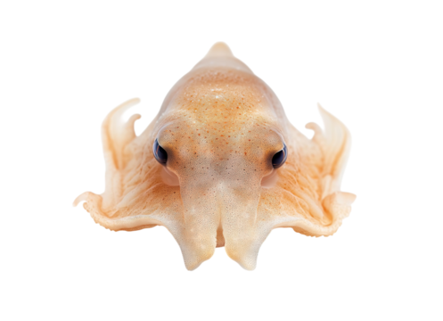 Dumbo octopus deep sea