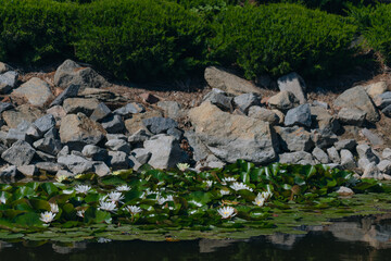 Blooming white water lilies and green leaves on the water on a sunny day. Lotus floating on the pond. Natural beauty of the water garden. Picturesque natural background.