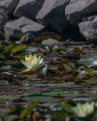 Blooming white water lilies and green leaves on the water on a sunny day. Lotus floating on the pond. Natural beauty of the water garden. Picturesque natural background.