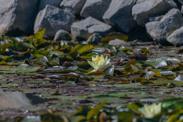 Blooming white water lilies and green leaves on the water on a sunny day. Lotus floating on the pond. Natural beauty of the water garden. Picturesque natural background.