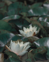 Blooming white water lilies and green leaves on the water on a sunny day. Lotus floating on the pond. Natural beauty of the water garden. Picturesque natural background.