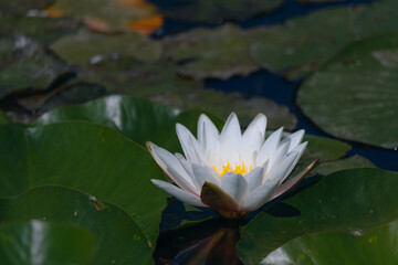 Blooming white water lilies and green leaves on the water on a sunny day. Lotus floating on the pond. Natural beauty of the water garden. Picturesque natural background.