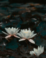Blooming white water lilies and green leaves on the water on a sunny day. Lotus floating on the pond. Natural beauty of the water garden. Picturesque natural background.