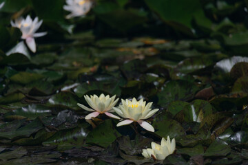 Blooming white water lilies and green leaves on the water on a sunny day. Lotus floating on the pond. Natural beauty of the water garden. Picturesque natural background.