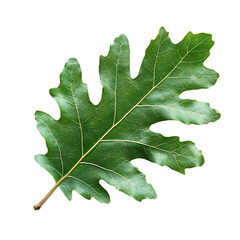 Single green oak leaf isolated on transparent background