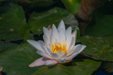 Blooming white water lilies and green leaves on the water on a sunny day. Lotus floating on the pond. Natural beauty of the water garden. Picturesque natural background.
