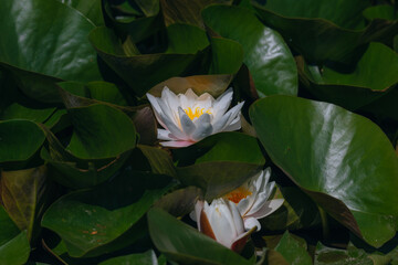 Blooming white water lilies and green leaves on the water on a sunny day. Lotus floating on the pond. Natural beauty of the water garden. Picturesque natural background.