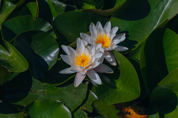 Blooming white water lilies and green leaves on the water on a sunny day. Lotus floating on the pond. Natural beauty of the water garden. Picturesque natural background.