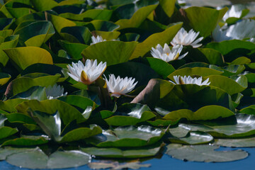 Blooming white water lilies and green leaves on the water on a sunny day. Lotus floating on the pond. Natural beauty of the water garden. Picturesque natural background.