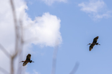 Glossy ibis birds flying in blue sky with clouds