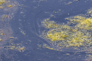 Filamentous algae growing on polluted water surface