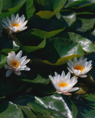 Blooming white water lilies and green leaves on the water on a sunny day. Lotus floating on the pond. Natural beauty of the water garden. Picturesque natural background.