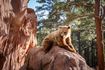 Grizzly bear in Bearizona Wildlife Park, Williams, Arizona, USA.	