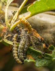 Caterpillars Feeding on Leaf Surface in Webbing
