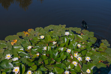 Blooming white water lilies and green leaves on the water on a sunny day. Lotus floating on the pond. Natural beauty of the water garden. Picturesque natural background.