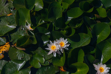 Blooming white water lilies and green leaves on the water on a sunny day. Lotus floating on the pond. Natural beauty of the water garden. Picturesque natural background.