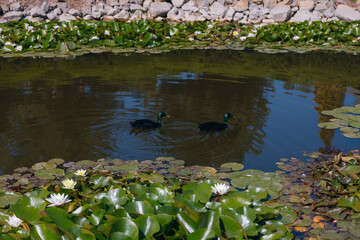 Blooming white water lilies and green leaves on the water on a sunny day. Lotus floating on the pond. Natural beauty of the water garden. Picturesque natural background.