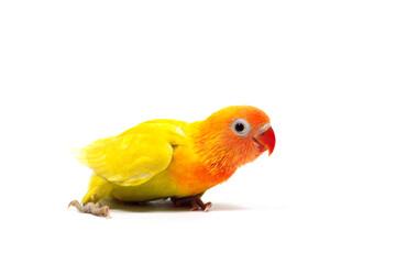 インコ　ヤマブキボタンインコ　白バック