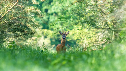 Ein Rehbock in einem grünen Wald