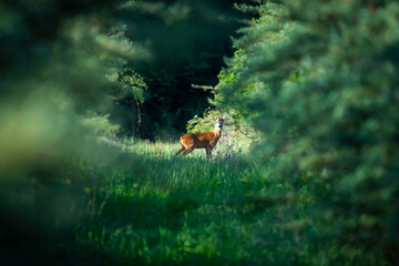 Ein Rehbock in einem gr&uuml;nen Wald